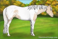 Horse Color:White Spotted Silver Buckskin Pearl Tobiano