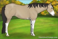 Horse Color:Classic Champagne Dun Sabino 