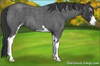 Horse Color:Blue Roan Sabino 