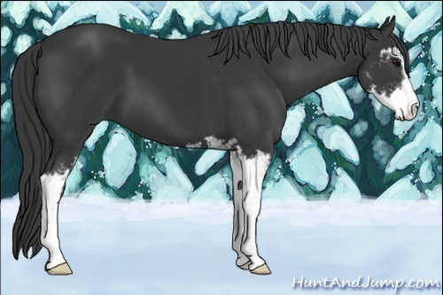 Horse Color:Black Sabino 