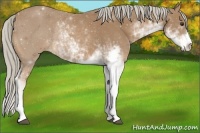 Horse Color:Palomino Sabino Rabicano
