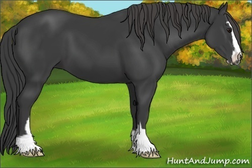 Horse Color:Smoky Black Sabino 
