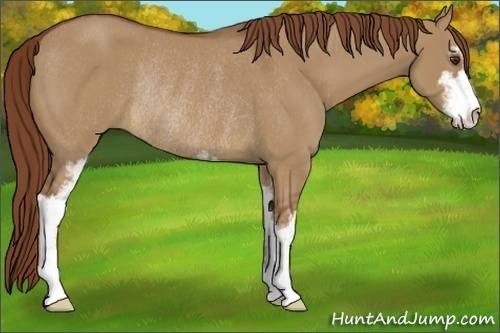 Horse Color:Red Dun Sabino Rabicano 