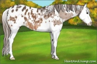 Horse Color:White Spotted Buckskin Splash Appaloosa 