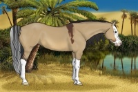 Horse Color:Bay Dun Splash 