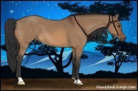 Horse Color:Bay Dun 