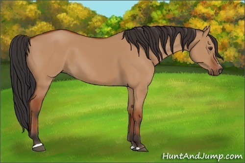 Horse Color:Bay Dun Sabino 