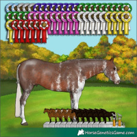 Horse Color:White Spotted Silver Brown Rabicano 