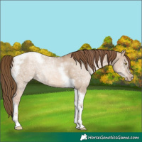 Horse Color:Liver Red Dun Ice Pearl Tobiano 