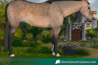 Horse Color:Brown Dun 