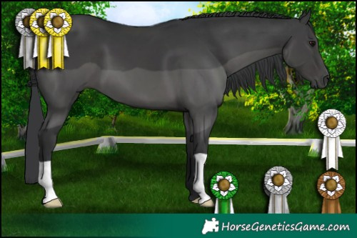 Horse Color:Black 