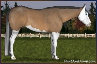 Horse Color:Bay Dun Splash 