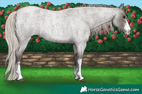 Horse Color:Silver Blue Roan Sabino 