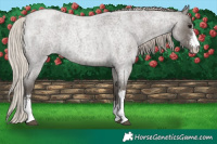 Horse Color:Silver Blue Roan Sabino 