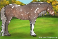 Horse Color:White Spotted Silver Bay Tobiano 