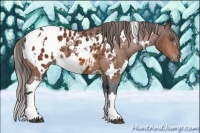 Horse Color:White Spotted Bay Appaloosa