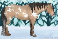 Horse Color:White Spotted Amber Champagne Roan 