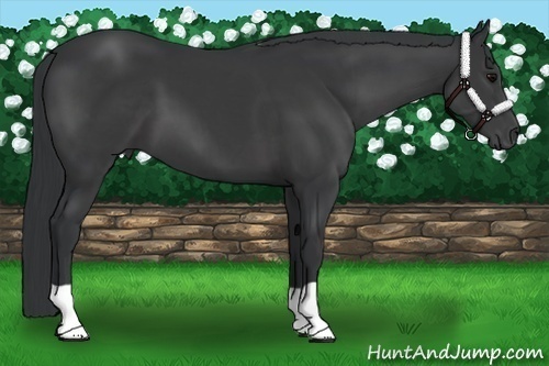 Horse Color:Black 