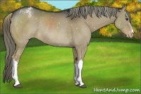 Horse Color:Liver Red Dun Appaloosa Rabicano