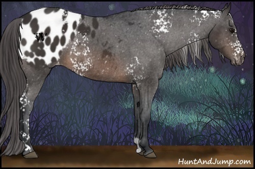 Horse Color:White Spotted Brown Appaloosa Rabicano 