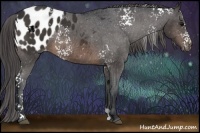Horse Color:White Spotted Brown Appaloosa Rabicano 