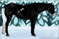 Horse Color:Plaid  Chocolate Silver Brown Chinchilla Sabino Splash Tobiano Snowflake Varnish
