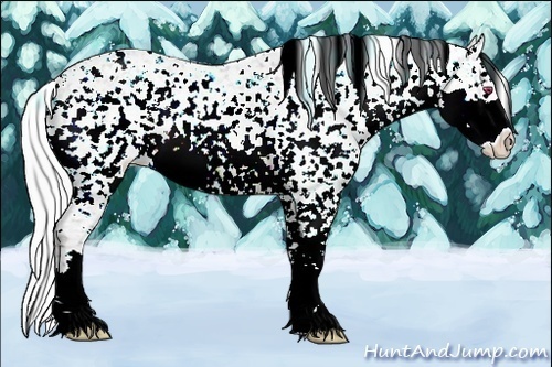 Horse Color:Chocolate Silver Bay Chinchilla Sabino Appaloosa 