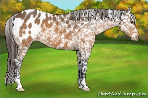 Horse Color:Buckskin Appaloosa