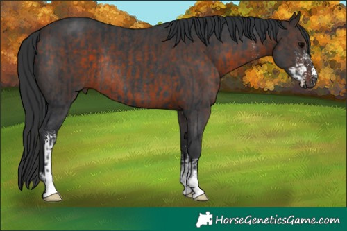 Horse Color:Black Rabicano  and Bay Sabino Rabicano 