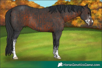 Horse Color:Black Rabicano and Bay Sabino Rabicano