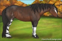 Horse Color:White Spotted Liver Chestnut 