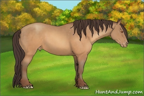 Horse Color:Sable Champagne Varnish 