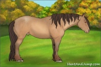 Horse Color:Sable Champagne Varnish 