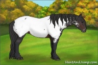 Horse Color:Brown Appaloosa 