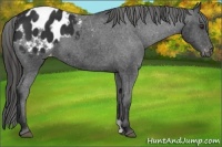 Horse Color:Liver Chestnut Appaloosa 