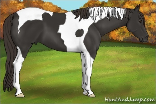 Horse Color:Liver Chestnut Tobiano 