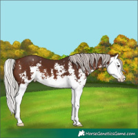 Horse Color:Silver Brown Sabino Splash 