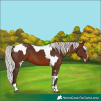 Horse Color:Silver Brown Appaloosa  and Silver Brown 