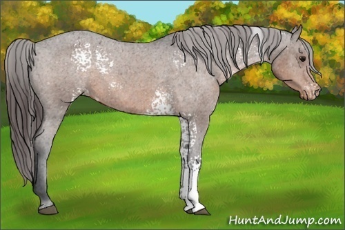 Horse Color:White Spotted Brown Appaloosa 