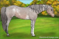Horse Color:White Spotted Brown Varnish