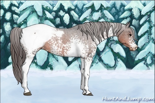 Horse Color:White Spotted Brown Snowcap 