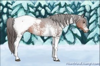 Horse Color:White Spotted Brown Snowcap 