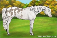 Horse Color:Silver Grullo Sabino Appaloosa 