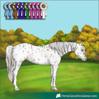 Horse Color:Brown Dun Appaloosa Rabicano and Silver Brown Dun Appaloosa Rabicano
