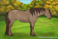 Horse Color:Liver Red Dun Rabicano 