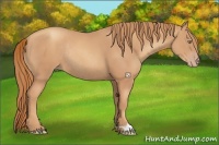 Horse Color:Gold Champagne Rabicano