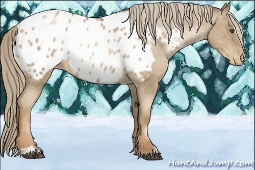 Horse Color:Liver Red Roan Pearl Sabino Appaloosa 