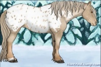 Horse Color:Liver Red Roan Pearl Sabino Appaloosa 