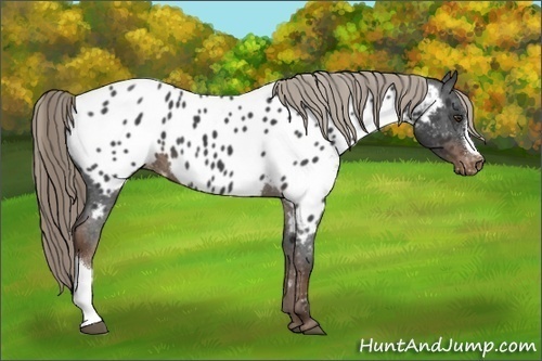 Horse Color:Liver Red Roan Appaloosa