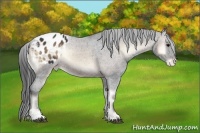 Horse Color:Brown Onyx Sabino Varnish Rabicano